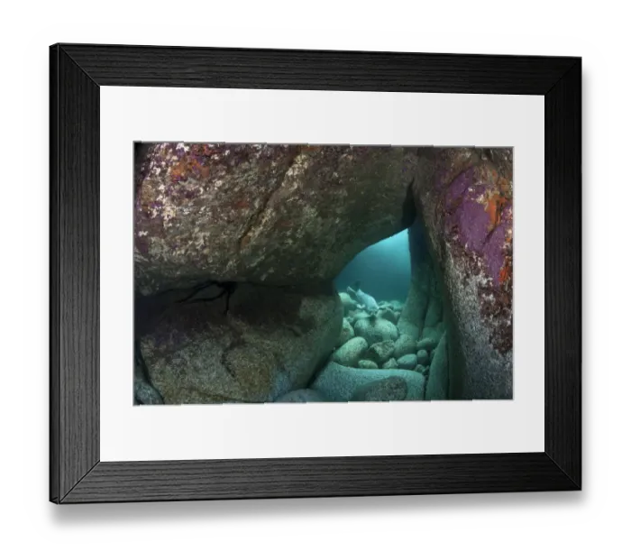 Framed Print : Young Grey seal (Halichoerus grypus) exploring an underwater cave, Lundy Island, Devon Framed Print : Young Grey seal (Halichoerus grypus) exploring an underwater cave, Lundy Island, Devon