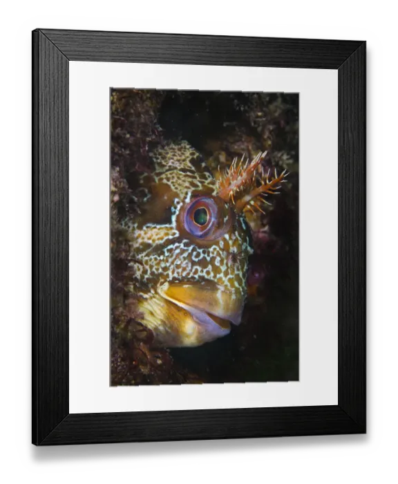 Framed Print : Tompot blenny (Parablennius gattorugine) beneath Swanage Pier, Dorset, UK. Photographed during May Framed Print : Tompot blenny (Parablennius gattorugine) beneath Swanage Pier, Dorset, UK. Photographed during May