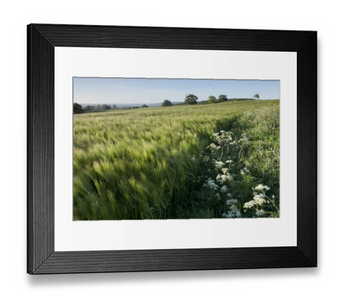 Framed Print : Early Oat (Avena sativa) fields, Haregill Lodge Farm, Ellingstring, North Yorkshire Framed Print : Early Oat (Avena sativa) fields, Haregill Lodge Farm, Ellingstring, North Yorkshire