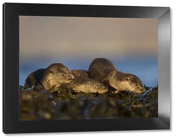 Three European river otters (Lutra lutra) resting on seaweed, Isle of Mull, Inner Hebrides