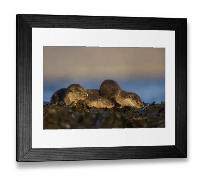 Framed Print : Three European river otters (Lutra lutra) resting on seaweed, Isle of Mull, Inner Hebrides Framed Print : Three European river otters (Lutra lutra) resting on seaweed, Isle of Mull, Inner Hebrides