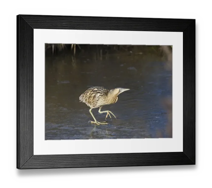 Framed Print : Bittern (Botaurus stellaris) walking on ice, Slimbridge WWT, Gloucestershire, England, UK, February Framed Print : Bittern (Botaurus stellaris) walking on ice, Slimbridge WWT, Gloucestershire, England, UK, February