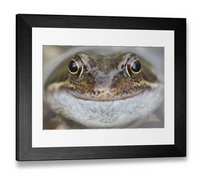 Framed Print : Portrait of Common frog (Rana temporaria) in garden pond, Warwickshire, England, UK, March Framed Print : Portrait of Common frog (Rana temporaria) in garden pond, Warwickshire, England, UK, March