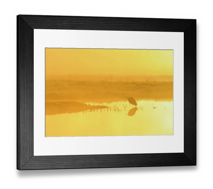 Framed Print : Little Egret (Egretta garzetta) at dawn, Elmley Nature Reserve, Kent, England, UK, March. 2020VISION Book Plate Framed Print : Little Egret (Egretta garzetta) at dawn, Elmley Nature Reserve, Kent, England, UK, March. 2020VISION Book Plate