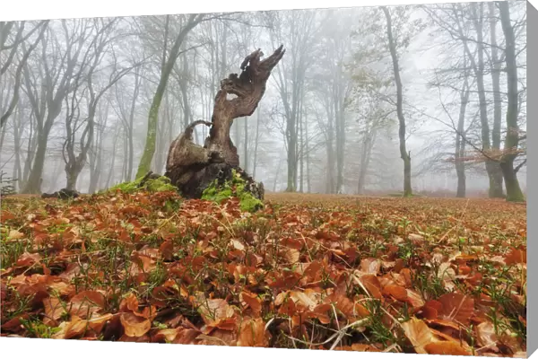 Beech woodland, Bolderwood, New Forest National Park, Hampshire, England, UK, November
