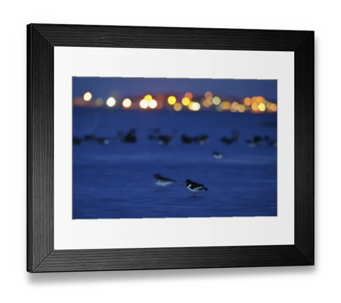 Framed Print : Oystercatcher (Haematopus ostralegus) at dusk, with lights in distance, South Swale Framed Print : Oystercatcher (Haematopus ostralegus) at dusk, with lights in distance, South Swale