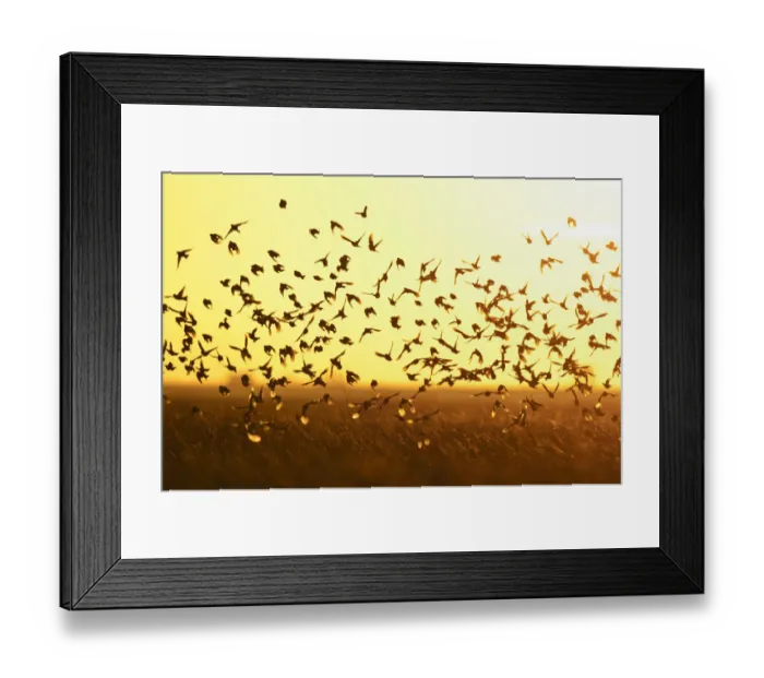 Framed Print : Corn buntings (Emberiza calandra) in flight, Wallasea Island Wild Coast Project, Essex Framed Print : Corn buntings (Emberiza calandra) in flight, Wallasea Island Wild Coast Project, Essex