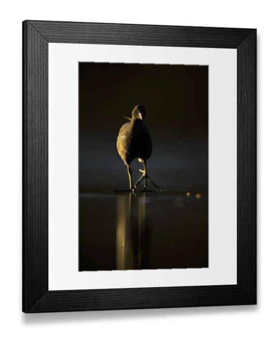 Framed Print : Moorhen (Gallinula chloropus) adult walking on frozen lake at dusk, backlit, Derbyshire Framed Print : Moorhen (Gallinula chloropus) adult walking on frozen lake at dusk, backlit, Derbyshire