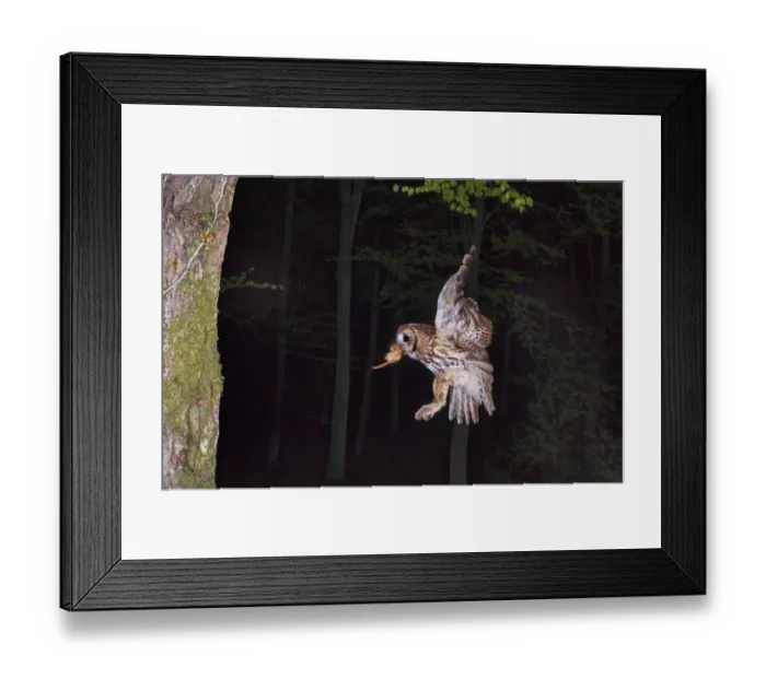 Framed Print : Tawny owl (Strix aluco) flying with Dormouse prey (Muscardinus avellanairus) to nest Framed Print : Tawny owl (Strix aluco) flying with Dormouse prey (Muscardinus avellanairus) to nest