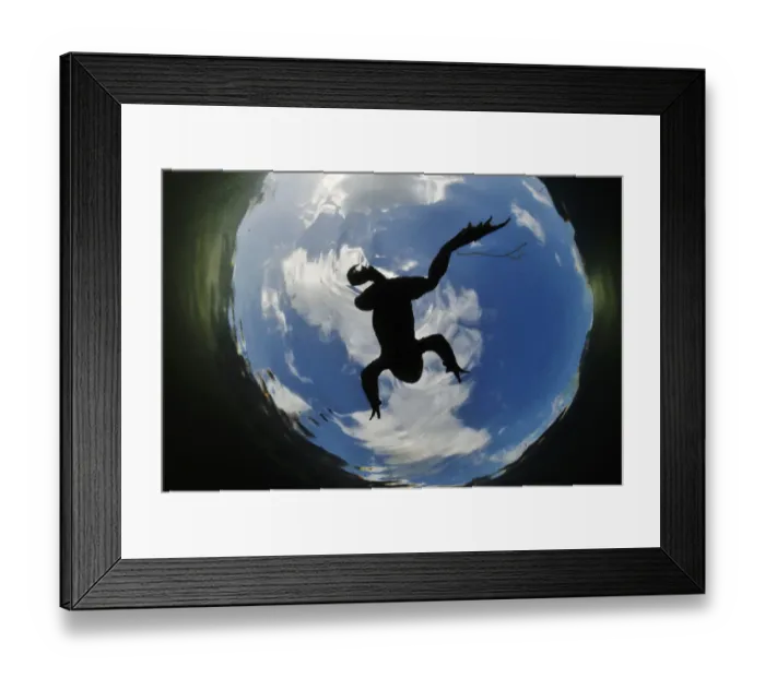 Framed Print : Common Toad (Bufo bufo) seen from below against a blue sky with clouds. Surrey, England, March Framed Print : Common Toad (Bufo bufo) seen from below against a blue sky with clouds. Surrey, England, March