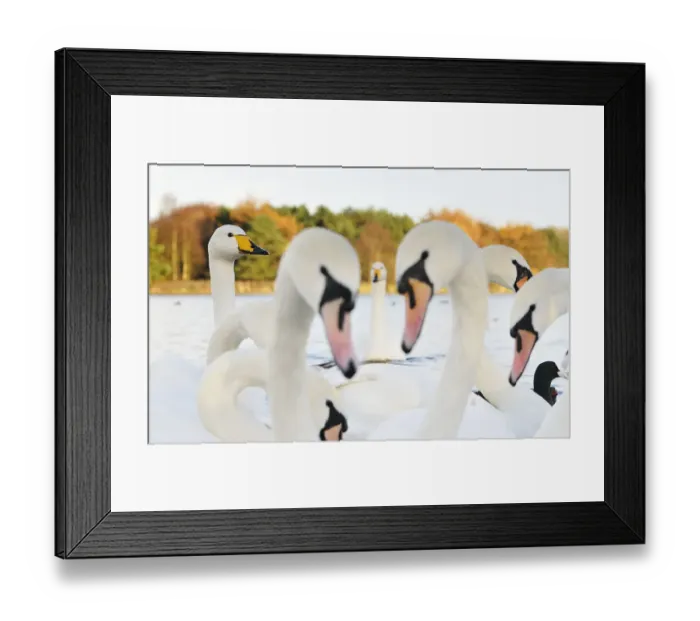 Framed Print : Whooper Swans (Cygnus cygnus) and Mute Swans (Cygnus olor) close up on water. Scotland Framed Print : Whooper Swans (Cygnus cygnus) and Mute Swans (Cygnus olor) close up on water. Scotland