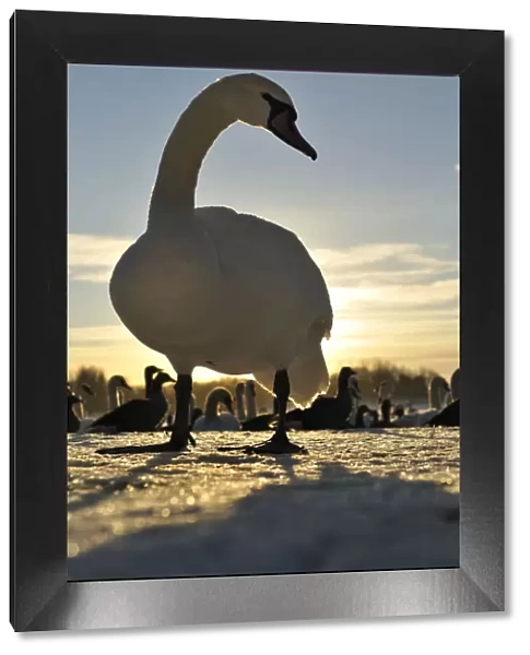 Mute Swan (Cygnus olor) standing on ice at sunrise. Glasgow, Scotland, December