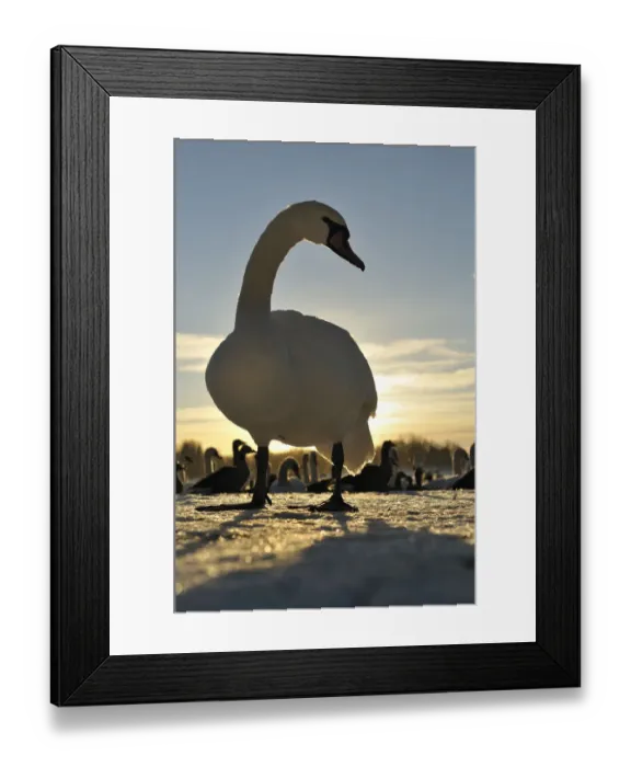 Framed Print : Mute Swan (Cygnus olor) standing on ice at sunrise. Glasgow, Scotland, December Framed Print : Mute Swan (Cygnus olor) standing on ice at sunrise. Glasgow, Scotland, December