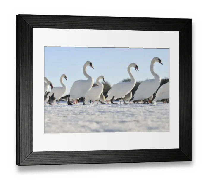 Framed Print : Mute Swan (Cygnus olor) group walking on ice at sunrise. Glasgow, Scotland, December Framed Print : Mute Swan (Cygnus olor) group walking on ice at sunrise. Glasgow, Scotland, December