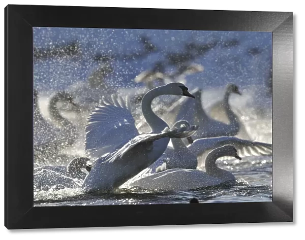 Mute Swan (Cygnus olor) taking off from flock on water