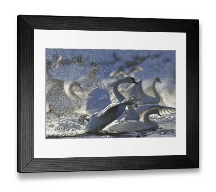 Framed Print : Mute Swan (Cygnus olor) taking off from flock on water Framed Print : Mute Swan (Cygnus olor) taking off from flock on water