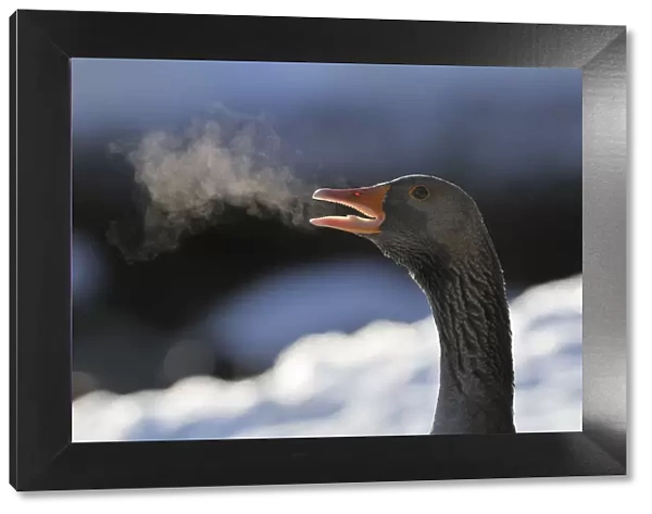 Greylag Goose (Anser anser) calling at dawn with steaming breath. Scotland, December