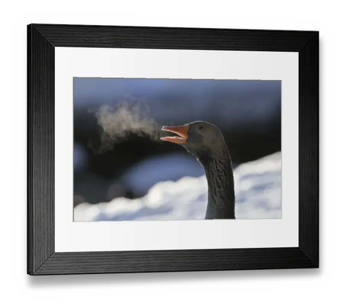 Framed Print : Greylag Goose (Anser anser) calling at dawn with steaming breath. Scotland, December Framed Print : Greylag Goose (Anser anser) calling at dawn with steaming breath. Scotland, December