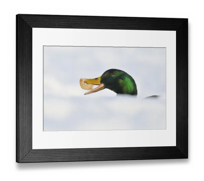 Framed Print : Mallard Duck (Anas platyrhynchos) with bread in snow. Perthshire, Scotland, January Framed Print : Mallard Duck (Anas platyrhynchos) with bread in snow. Perthshire, Scotland, January
