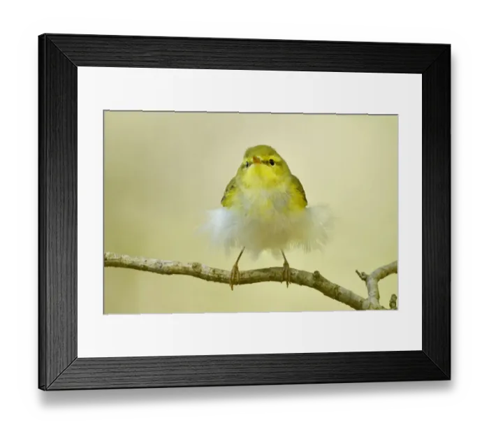 Framed Print : Wood Warbler (Phylloscopus sibilatrix) juvenile perched Framed Print : Wood Warbler (Phylloscopus sibilatrix) juvenile perched