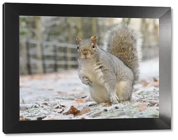 Grey Squirrel (Sciurus carolinensis) in urban park in winter. Glasgow, Scotland, December