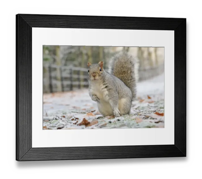 Framed Print : Grey Squirrel (Sciurus carolinensis) in urban park in winter. Glasgow, Scotland, December Framed Print : Grey Squirrel (Sciurus carolinensis) in urban park in winter. Glasgow, Scotland, December