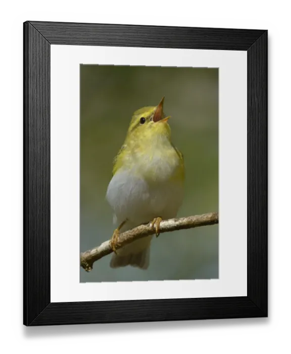 Framed Print : Wood Warbler (Phylloscopus sibilatrix) singing from perch. Wales. April Framed Print : Wood Warbler (Phylloscopus sibilatrix) singing from perch. Wales. April