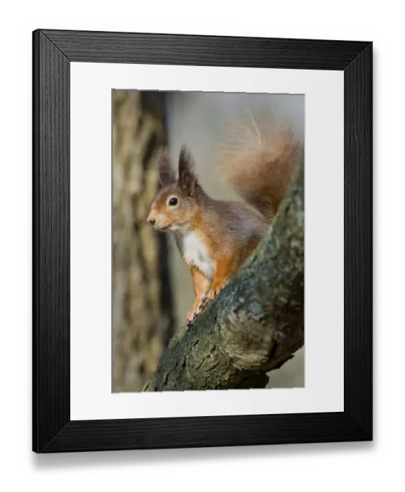 Framed Print : Red squirrel (Sciurus vulgaris) on branch in morning sun, Brownsea Island, Dorset Framed Print : Red squirrel (Sciurus vulgaris) on branch in morning sun, Brownsea Island, Dorset