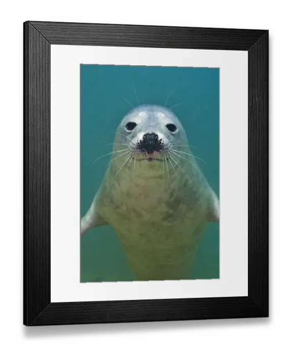 Framed Print : Portrait of a young Grey seal (Halichoerus grypus) Farne Islands, Northumberland Framed Print : Portrait of a young Grey seal (Halichoerus grypus) Farne Islands, Northumberland