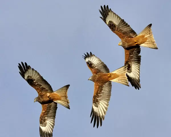 Three Red Kites (Milvus milvus) chasing each other in flight. Wales, UK. November