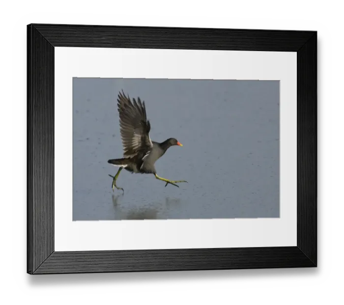 Framed Print : Moorhen (Gallinula chloropus) running on a frozen lagoon, Brownsea Island, Dorset