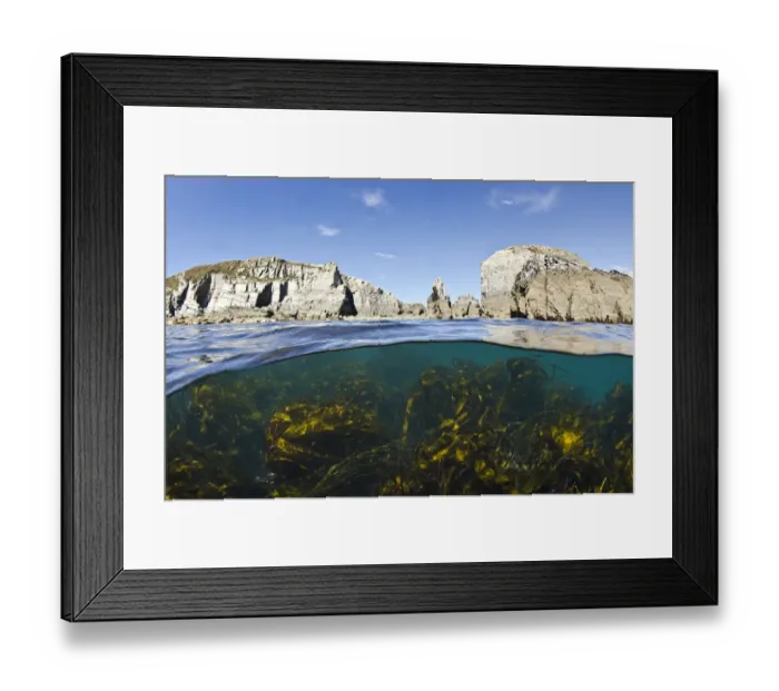 Framed Print : Kelp forest (Laminaria sp) growing beneath the cliffs of Lundy Island, Devon, UK Framed Print : Kelp forest (Laminaria sp) growing beneath the cliffs of Lundy Island, Devon, UK