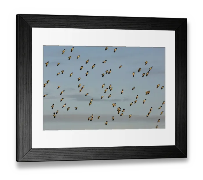 Framed Print : Flock of Lapwing (Vanellus vanellus) in flight, turning together in evening light Framed Print : Flock of Lapwing (Vanellus vanellus) in flight, turning together in evening light