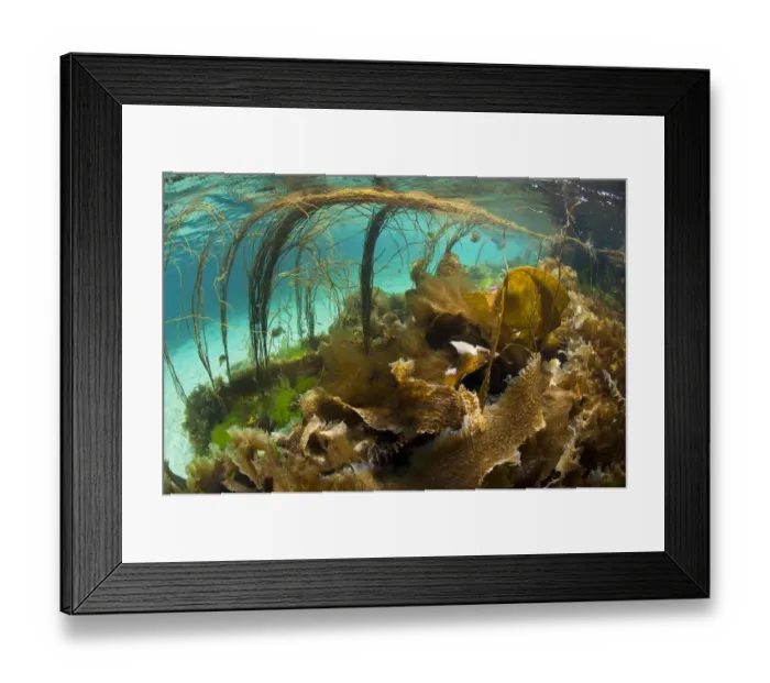 Framed Print : Thong seaweed (Himanthalia elongata) and various other seaweeds in shallow water, Cairns of Coll Framed Print : Thong seaweed (Himanthalia elongata) and various other seaweeds in shallow water, Cairns of Coll