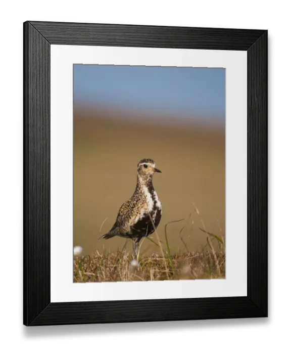 Framed Print : Golden plover (Pluvialis apricaria) adult on open moorland, breeding plumage, Shetland Islands Framed Print : Golden plover (Pluvialis apricaria) adult on open moorland, breeding plumage, Shetland Islands