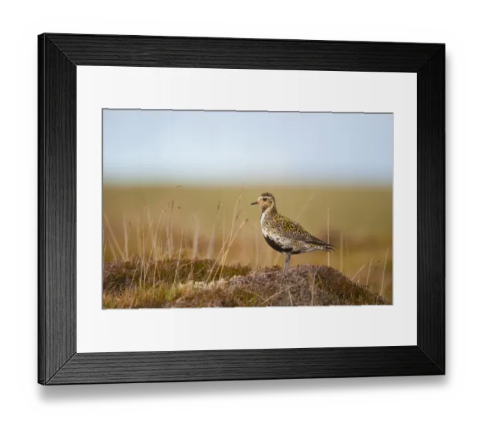 Framed Print : Golden plover (Pluvialis apricaria) adult on open moorland, breeding plumage, Shetland Islands Framed Print : Golden plover (Pluvialis apricaria) adult on open moorland, breeding plumage, Shetland Islands