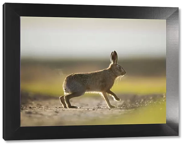 European brown hare (Lepus europaeus) adult male, running, pursuing a female, Elmley Marshes