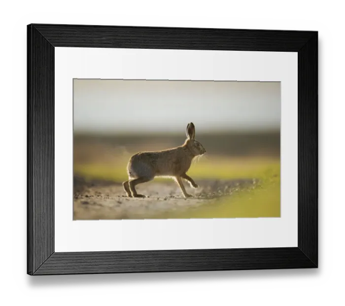 Framed Print : European brown hare (Lepus europaeus) adult male, running, pursuing a female, Elmley Marshes