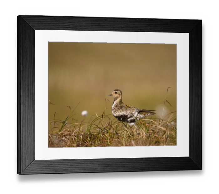 Framed Print : Golden plover (Pluvialis apricaria) adult on open moorland, breeding plumage, Shetland Islands Framed Print : Golden plover (Pluvialis apricaria) adult on open moorland, breeding plumage, Shetland Islands