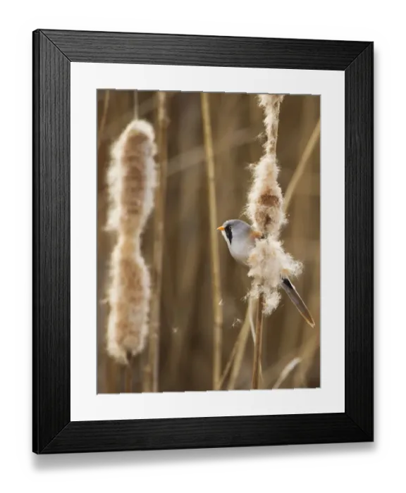 Framed Print : Bearded tit / reedling / parrotbill (Panurus biarmicus) adult male perched on Bullrush Framed Print : Bearded tit / reedling / parrotbill (Panurus biarmicus) adult male perched on Bullrush