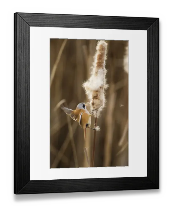 Framed Print : Bearded tit / reedling / parrotbill (Panurus biarmicus) adult male landing on Bullrush Framed Print : Bearded tit / reedling / parrotbill (Panurus biarmicus) adult male landing on Bullrush