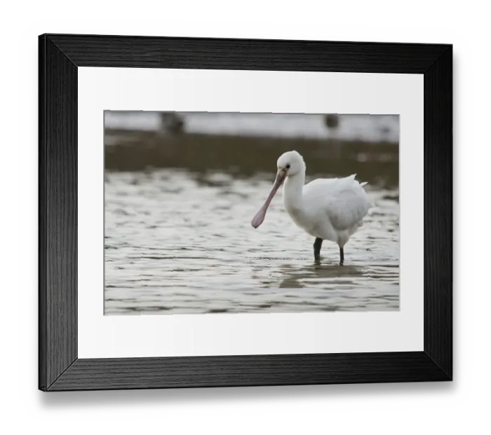 Framed Print : White spoonbill (Platalea leucorodia) feeding with water dripping from its bill, Brownsea Island Framed Print : White spoonbill (Platalea leucorodia) feeding with water dripping from its bill, Brownsea Island