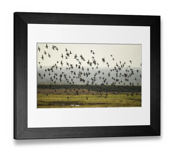 Framed Print : Flock of European wigeon (Anas penelope) in flight over Elmley Marshes RSPB reserve Framed Print : Flock of European wigeon (Anas penelope) in flight over Elmley Marshes RSPB reserve