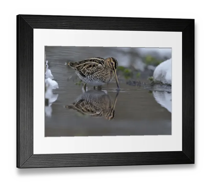 Framed Print : Common snipe (Gallinago gallinago) feeding in shallow water in snow, Wales, UK, March Framed Print : Common snipe (Gallinago gallinago) feeding in shallow water in snow, Wales, UK, March