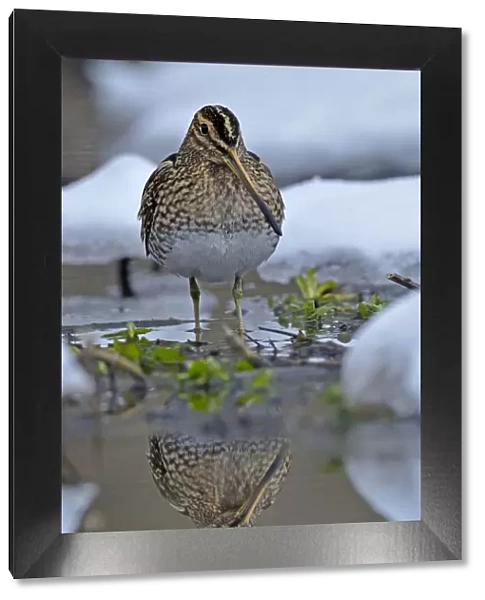 Common snipe (Gallinago gallinago) standing in shallow water in snow, Wales, UK, March