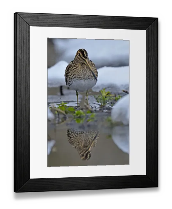Framed Print : Common snipe (Gallinago gallinago) standing in shallow water in snow, Wales, UK, March Framed Print : Common snipe (Gallinago gallinago) standing in shallow water in snow, Wales, UK, March
