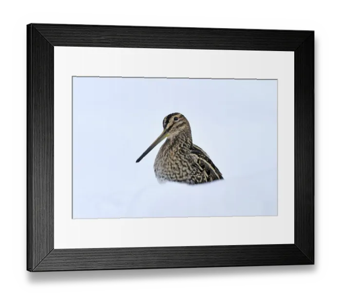 Framed Print : Common snipe (Gallinago gallinago) in snow, Wales, UK, March. Crop of 01392269 Framed Print : Common snipe (Gallinago gallinago) in snow, Wales, UK, March. Crop of 01392269