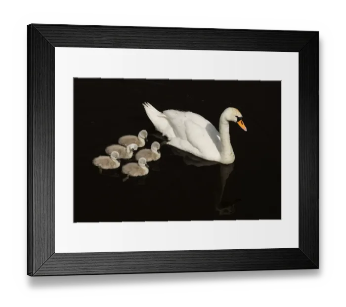 Framed Print : Mute Swan (Cygnus olor) with cygnets, Shapwick NNR, Avalon Marshes, Somerset Levels Framed Print : Mute Swan (Cygnus olor) with cygnets, Shapwick NNR, Avalon Marshes, Somerset Levels