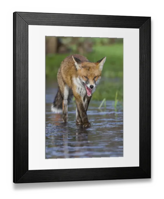 Framed Print : Young Red fox (Vulpes vulpes) walking over ice of frozen pond in garden, Bristol