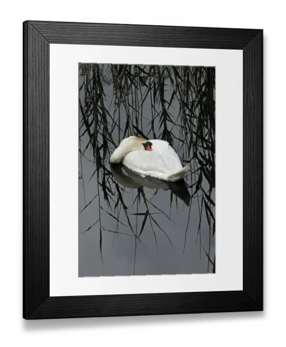 Framed Print : Mute Swan (Cygnus olor) resting, Shapwick NNR, Avalon Marshes, Somerset Levels, UK Framed Print : Mute Swan (Cygnus olor) resting, Shapwick NNR, Avalon Marshes, Somerset Levels, UK